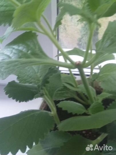 Плектрантус (комнатная мята)