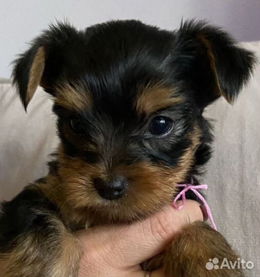 Йоркширский терьер мини