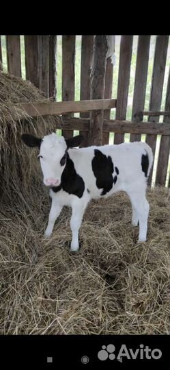 Телочка 4 месяца