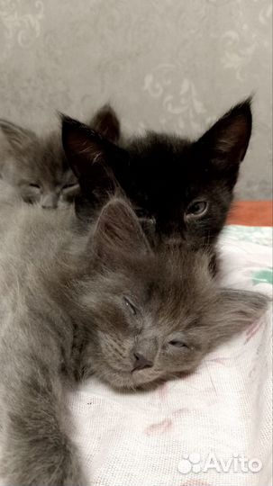 Котенок (Котята ) отдаем в добрые руки