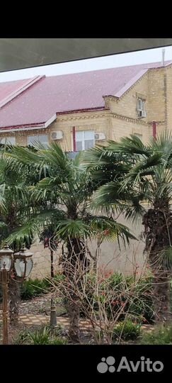 Пальма веерная саженец