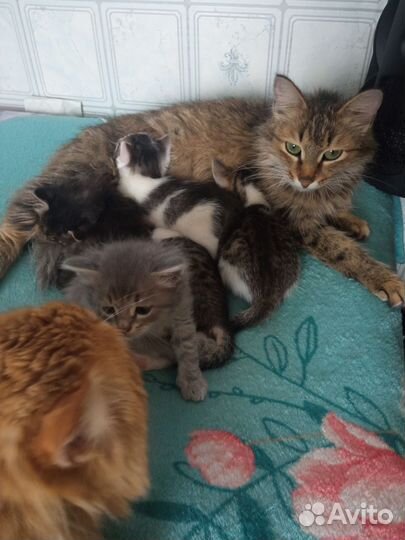 Кошка в дар