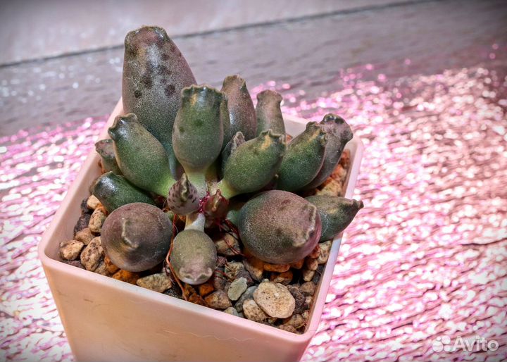 Адромискусы