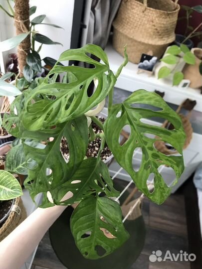 Монстера вариегатная камуфляж