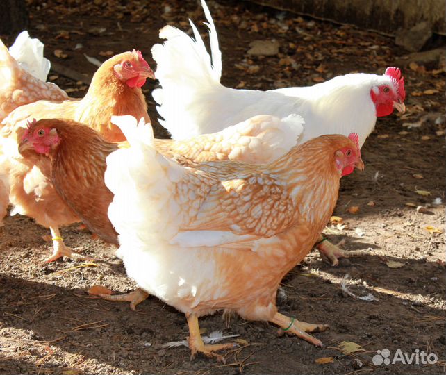 Куры несушки от 9 мес. с доставкой