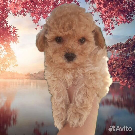 Мальтипу f1 мальчики