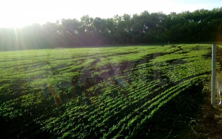 Участок 15 сот. (СНТ, ДНП)