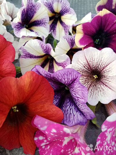 Рассада цветов