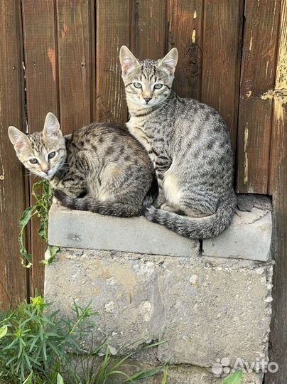 Котята в добрые руки бесплатно