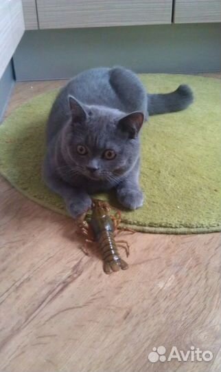 Передержка кошек