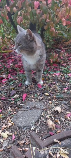 Котик ищет хозяев