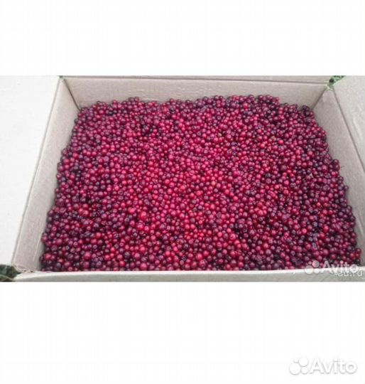 Брусника свежая