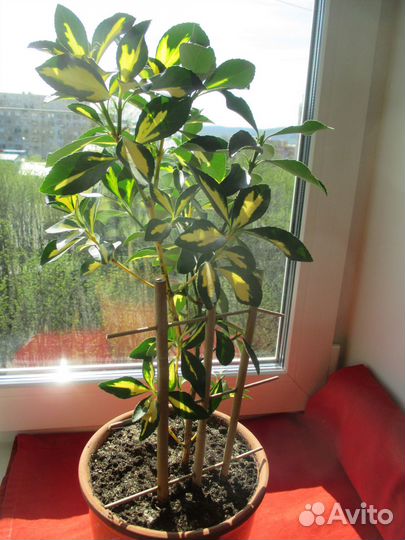 Бересклет японский