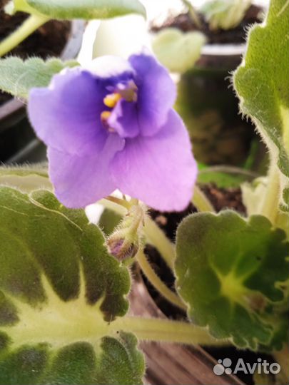 Фиалки разного цвета