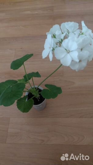 Герань пеларгония белая