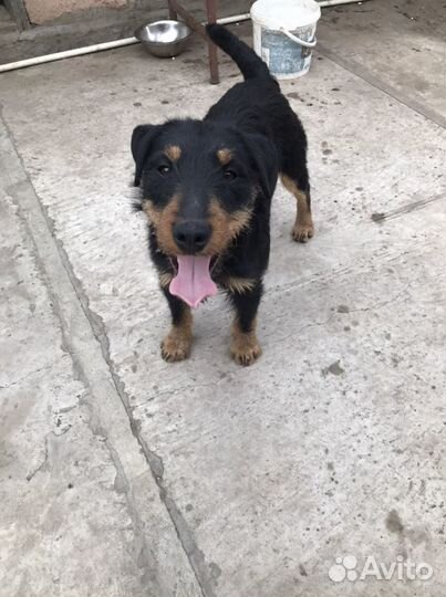 Вязка Ягдтерьер