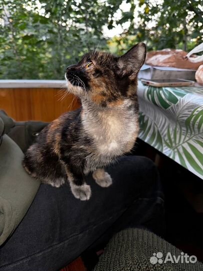 Котенок бесплатно