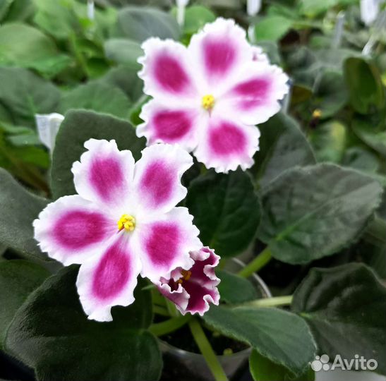 Фиалка-цветущие стартеры