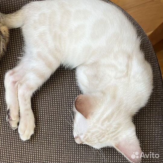 Бенгальская