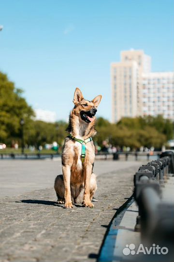 Собака в добрые руки