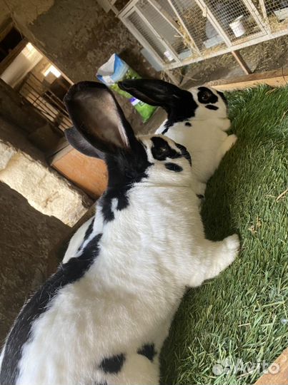 Кролик немецкий пестрый строкач