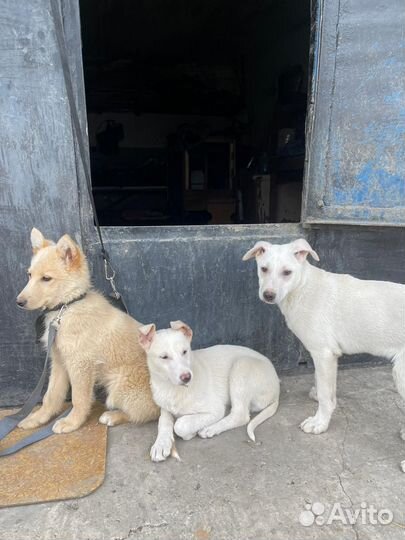 Щенки
