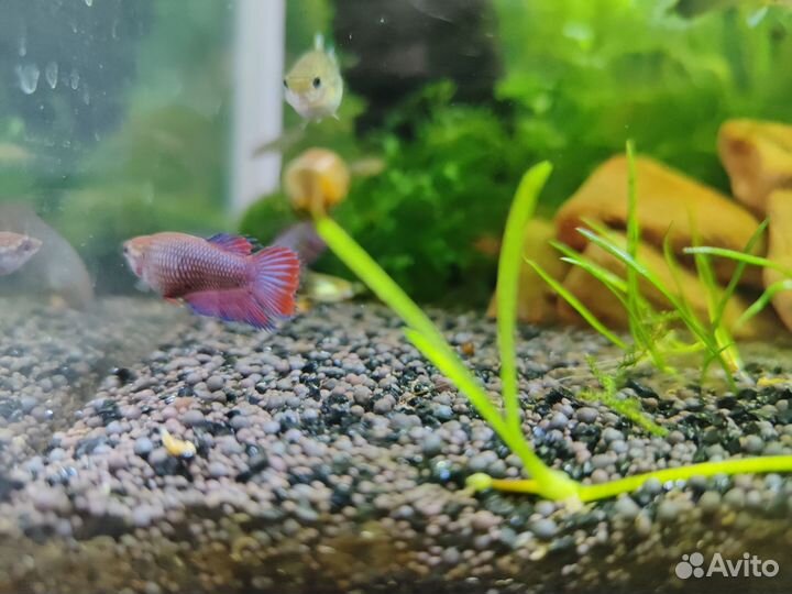 Рыбка петушок молодь