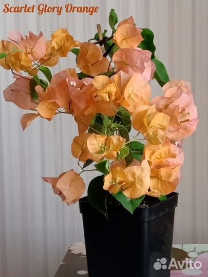 Бугенвиллеи