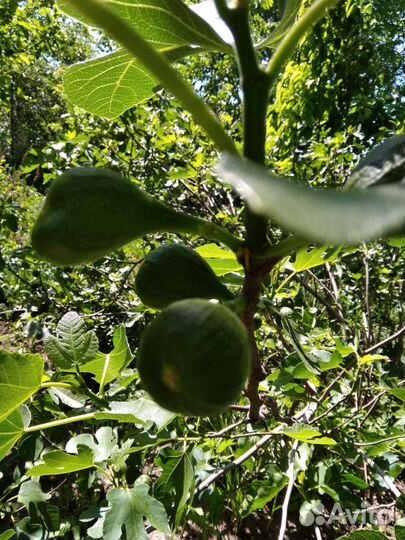 Саженец инжира