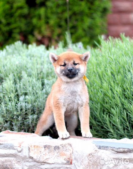 Милая девочка сиба шиба ину