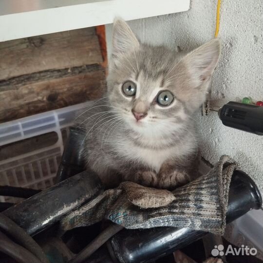 Котёнок в добрые руки