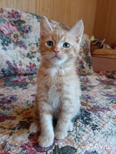 Котята