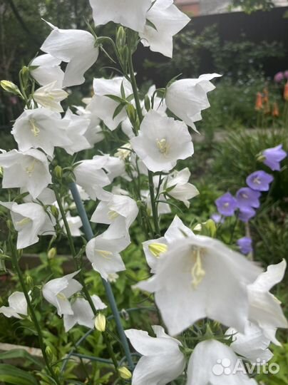 Многолетники садовые