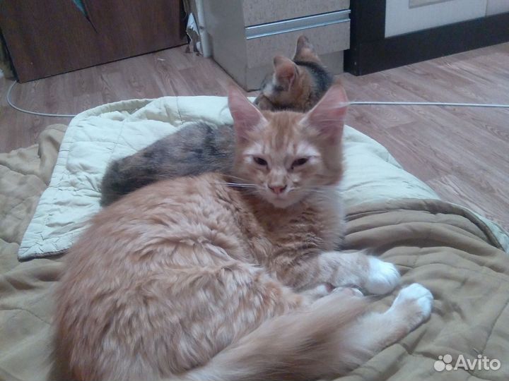 Кошка. Шерстяные маленькие демоны