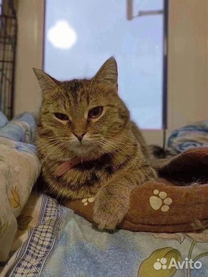 Кошка Эмилия