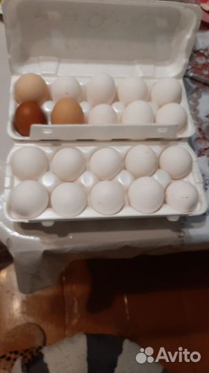 Домашние куриные яйца диетические
