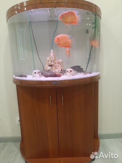 Аквариум