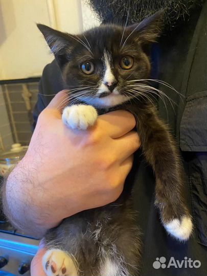 Черный котенок