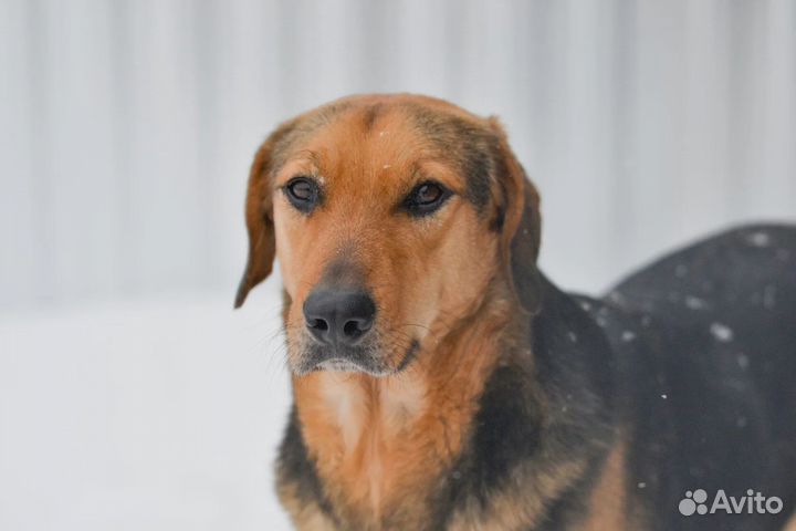 Зак,метис гончей в дар