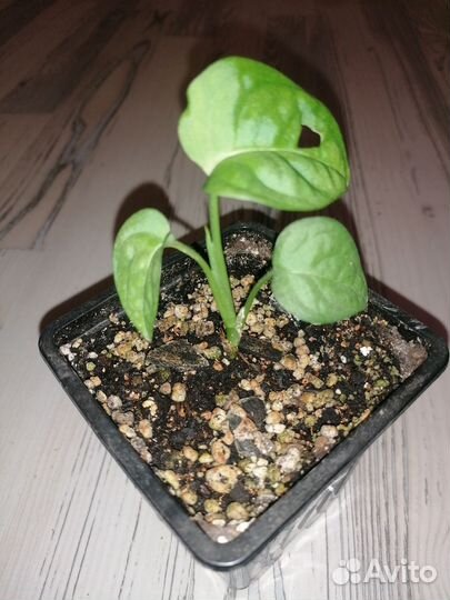 Монстера адансони