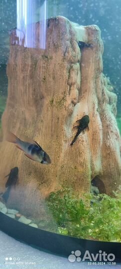 Мальки анциструса