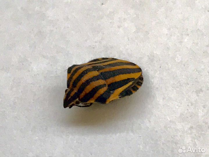 Насекомое Graphosoma lineatum (кмв)