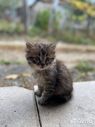 Котята бесплатно