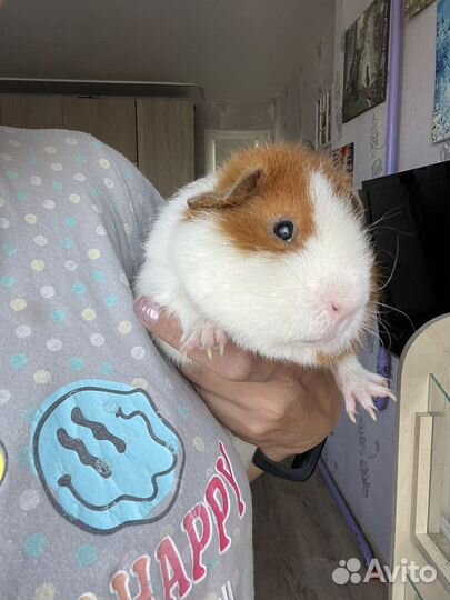 Морская свинка тедди мальчик