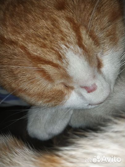 Найден рыжий кот