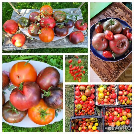 Семена крупных томатов. Коллекционные