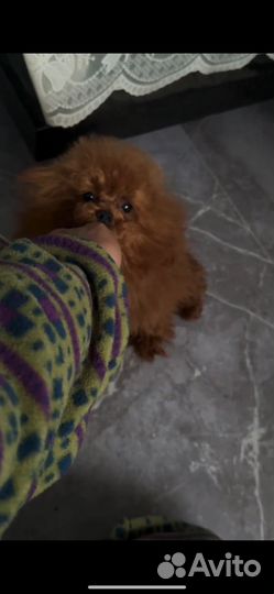 Тикап тедди пудель кобель в разведение