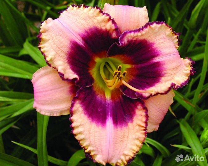 Лилейники сортовые