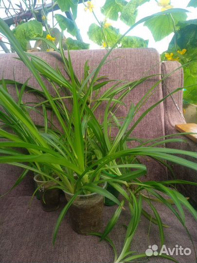 Хлорофитум хохлатый