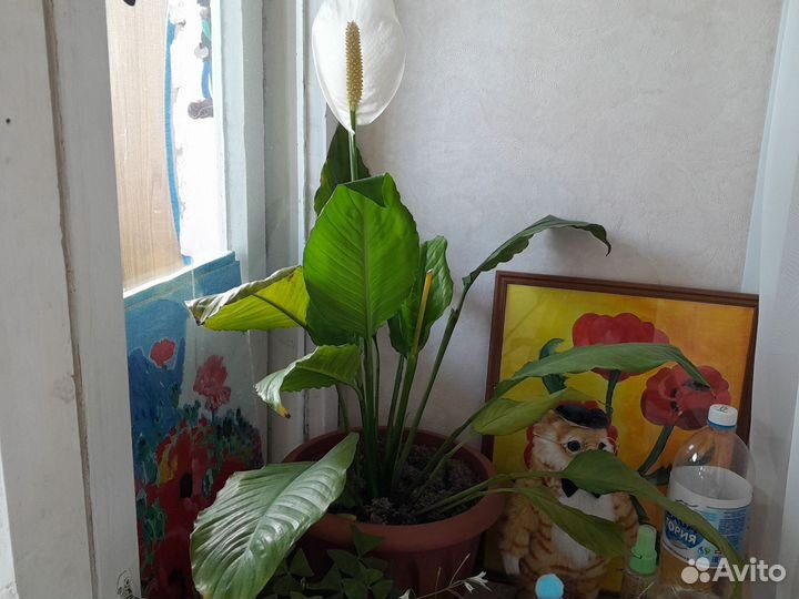 Спацифиллум